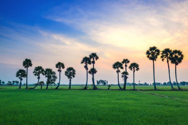 Bir Giang - Vietnam: Şeker palmiye ağaçlarının çeltik sunrise Tinh Bien, bir Giang il, Vietnam üzerinde.
