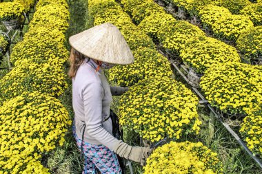 A woman working in a flower garden in Sa Dec, Dong Thap province, Vietnam.