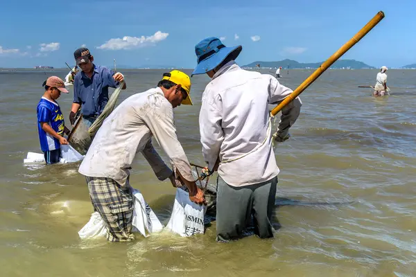 Erkekler Can Gio, Ho Chi Minh City, Vietnam 'da deniz tarağı yumurtası topluyor.