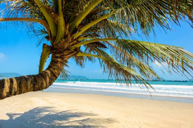CON DAO- VIETNAM: The coconut trees in Con Dao island, Ba Ria Vung Tau province, Vietnam. Con Dao was the most harsh prison in the war in Vietnam and today Con Dao is considered as a tourist island with beautiful pristine beaches, cool blue water. clipart