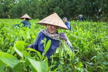 Kadınlar, Tri An, Dong Nai, Vietnam 'da fidanlar yapmak için kajuput ağaçlarının tepelerini kestiler.
