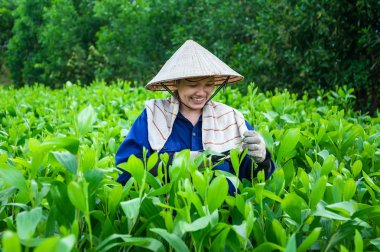 Tri An, Dong Nai, Vietnam 'da fidanlar yapmak için kajuput ağaçlarının tepelerini kesen kadın.