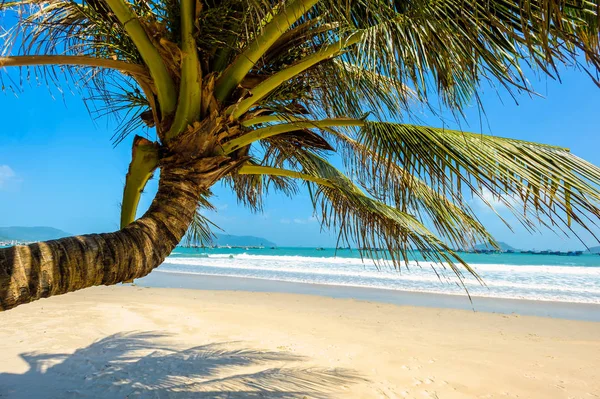 Con Dao - Vietnam: Con Dao Island, Ba Ria Vung Tau Eyaleti, Vietnam Hindistan cevizi ağaçları. Con Dao Vietnam ve bugün Con Dao savaşta en sert hapiste güzel bozulmamış plajlar, serin mavi su ile turistik bir ada olarak kabul oldu.
