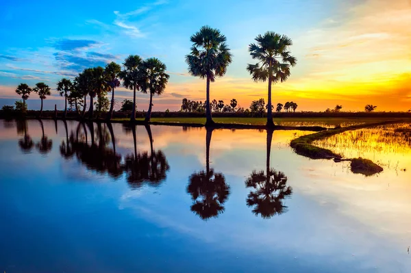 Bir Giang - Vietnam: Şeker palmiye ağaçlarının çeltik sunrise Tinh Bien, bir Giang il, Vietnam üzerinde.