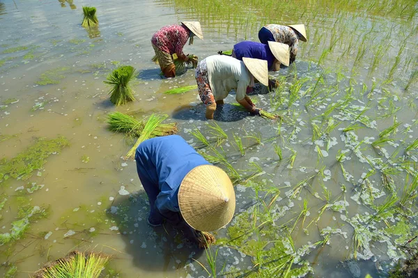 Uzun bir - Vietnam: pirinç büyüyen çiftçiler paddy üzerinde o kadar uzun bir eyaleti, Vietnam.