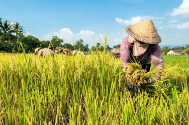 Dak Lak-Vietnam: Lak, Dak Lak Eyaleti, Vietnam pirinç hasat çiftçiler.