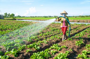 Tien Giang-Vietnam: kadın gitmek Cong, Tien Giang il, Vietnam onu çiftlikte sebze sulama.