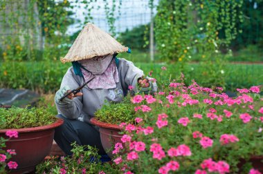 Hochiminh City-Vietnam: onu çiçek çiftlik Hochiminh City, Vietnam üzerinde çalışan kadın.