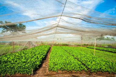 Hochiminh City - Vietnam: Hoc Mon, Hochiminh city, Vietnam grupta sebze manzara.