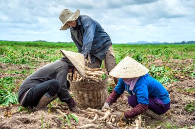 Tay Nin'e ilk ayak - Vietnam: çiftçiler Dau Tieng, Tay Nin'e ilk ayak Eyaleti, Vietnam manyok hasat.