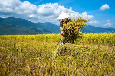 Binh Thuan-Vietnam: Binh Thuan Eyaleti, Vietnam pirinç hasat kadın.