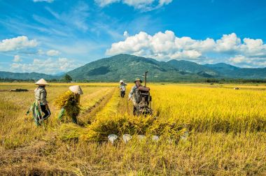 Binh Thuan-Vietnam: makine Binh Thuan ili, Vietnam tarafından pirinç hasat çiftçiler.