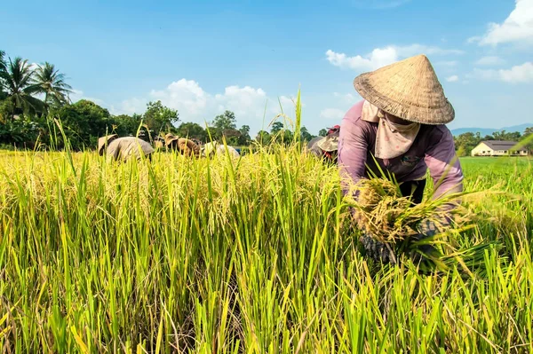 Dak Lak-Vietnam: Lak, Dak Lak Eyaleti, Vietnam pirinç hasat çiftçiler.