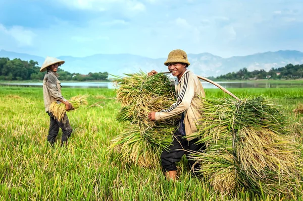 Dak Lak-Vietnam: Lak, Dak Lak Eyaleti, Vietnam pirinç sepet taşıyan çiftçiler.