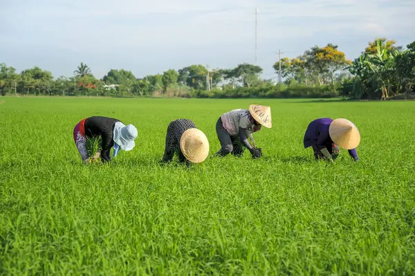 Kadınlar sabahın erken saatlerinde Go Cong Dong bölgesinde, Tien Giang, Vietnam 'da pirinç tarlalarında çalışıyorlar..