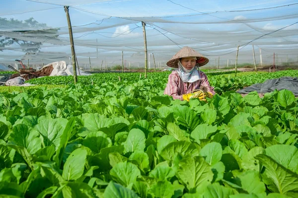 HOCHIMINH CITY- VIETNAM: landscapes of vegetables farm in Hoc Mon, Hochiminh city, Vietnam.