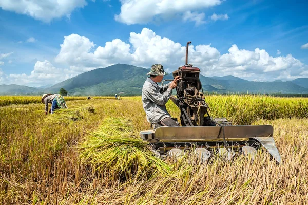 Binh Thuan-Vietnam: pirinç tarlaları Binh Thuan ili, Vietnam üzerinde makine tamir çiftçi.