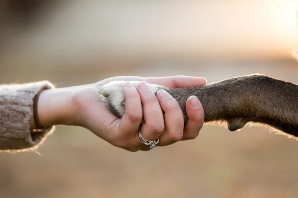 Close up van hond schudden handen met haar vrouwelijke eigenaar. — Stockfoto
