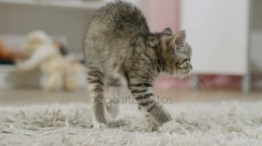 Korkmuş siyah çizgili yavru kedi onun sırt ve puflama kemerler.