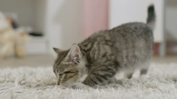 Lindo negro rayas gatito olfatea alfombra y paseos acerca de . — Vídeos de Stock