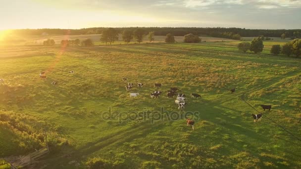 Aerial Shot of a Cows Grazing on a Beautiful Meadow. Es un día cálido y soleado . — Vídeo de stock