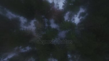 Hava atış bir kış orman. Kar yalan yere ve sis görünür olduğunu.