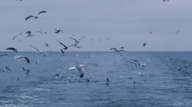 Martılar sürüsü sinek yiyecek arayan denize