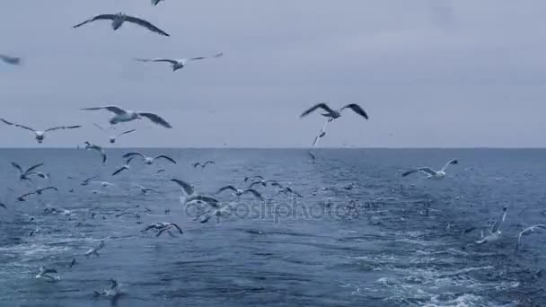 Bandada de gaviotas vuela sobre el mar en busca de comida — Vídeo de stock