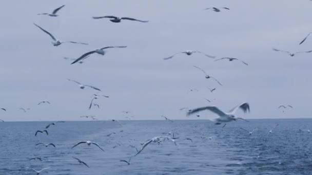 Bandada de gaviotas vuela sobre el mar en busca de comida — Vídeos de Stock