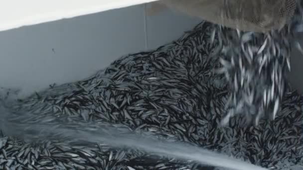 Рыбак промывает рыбу на борту коммерческого рыболовного судна — стоковое видео