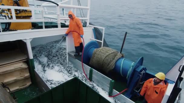 Fisherman Rinses Caugth Fish on Board of Commercial Fishing Ship — Stock Video