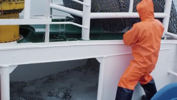 Fischer öffnet Schleppnetze mit Lachsfischen an Bord eines kommerziellen Fischereischiffes — Stockvideo