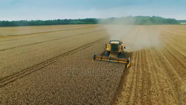 Luchtfoto van een Harvester dorsen van graan gewassen. — Stockvideo