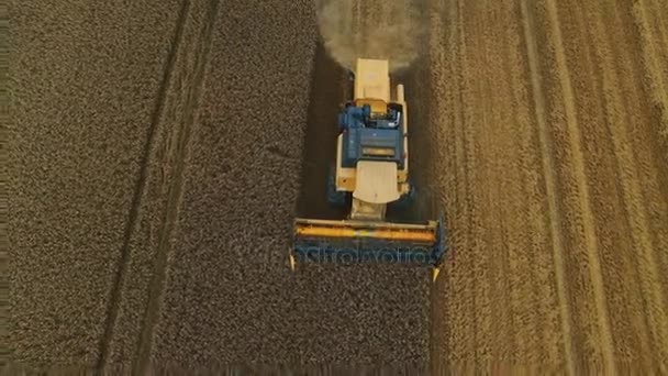 鸟瞰大地拍摄的联合收割机在一个领域工作。收割、 脱粒和风选粮食作物. — 图库视频影像