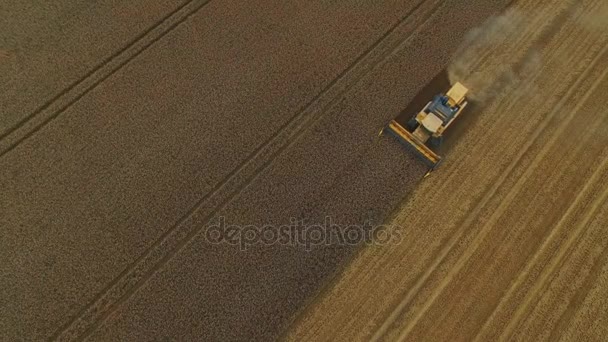 Coup d'oeil d'oiseau d'une moissonneuse batteuse travaillant dans un champ. Récolte, battage et vinification des céréales .
