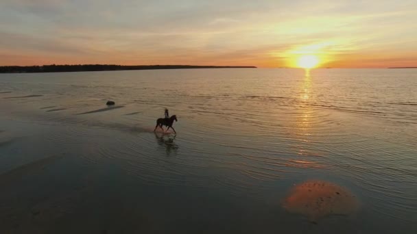 Antenn skott av en flicka på en häst galopperar längs stranden. — Stockvideo