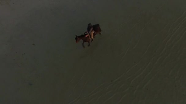 Vue aérienne d'une jeune fille chevauchant un cheval sur l'eau. Coucher de soleil les éclaire . — Video