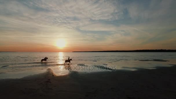 Dois GIrls estão a montar cavalos numa praia. Os cavalos correm na água. O pôr-do-sol bonito é visto neste tiro aéreo . — Vídeo de Stock