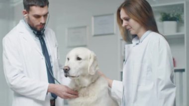 Veteriner kliniğinde. Veteriner ve asistanı köpek stetoskop ile inceleyin. Ağır çekimde.