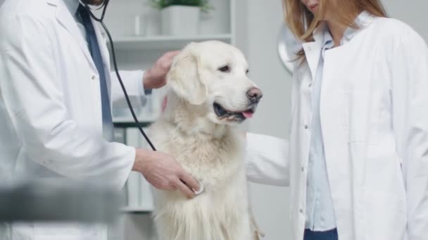 Na Clínica Veterinária. Vet e seu assistente examinam o cão com estetoscópio. Em câmera lenta . — Vídeo de Stock