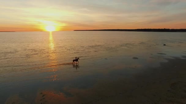 Dziewczyna konna koni na plaży. Koń chodzi u woda. Piękny zachód słońca w tym Aerial strzał. — Wideo stockowe