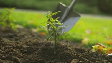 Bahçe bitki eğilimi bir kürek Close-Up.