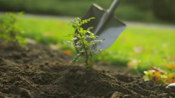 Primer plano de una pala que tiende la planta en el jardín . — Vídeo de stock