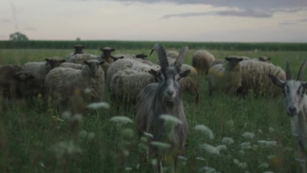 Κοπάδι πρόβατα τρώνε χόρτο πεδίο — Αρχείο Βίντεο