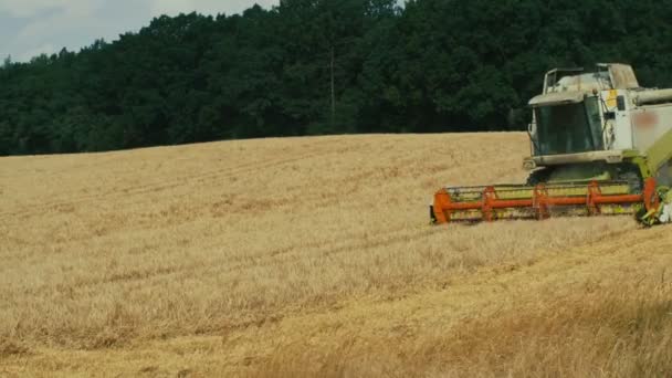 Combinare la mietitrebbia che lavora sul campo di grano — Video Stock