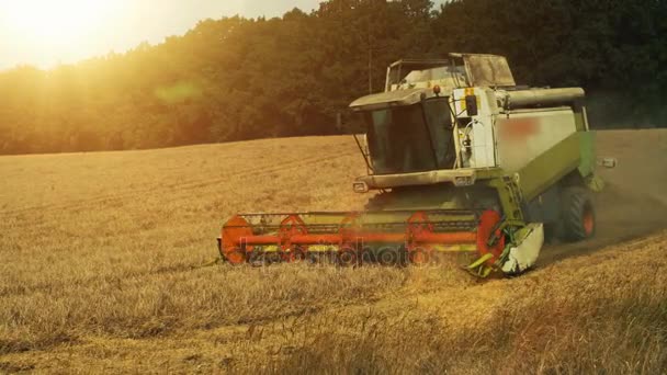 Combinar colheitadeira trabalhando no campo de trigo — Vídeo de Stock