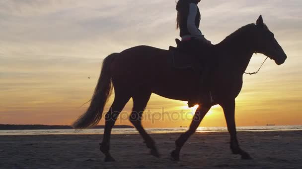 Silhouet van jonge ruiter op paard op het strand bij zonsondergang licht. — Stockvideo