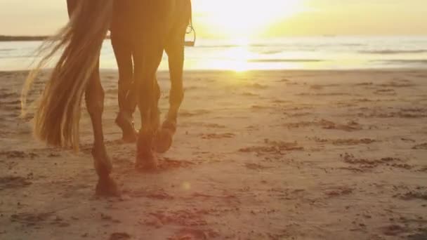 Jong meisje en haar paard wandelen op het strand bij zonsondergang licht. Shot van de benen van het paard. — Stockvideo