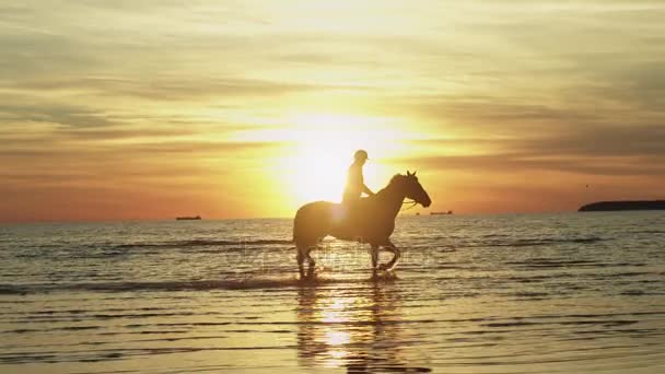 Silhueta de Cavaleiro em Cavalo na Praia em Luz do Pôr do Sol . — Vídeo de Stock