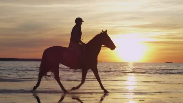Silhuetten av ryttare på häst på stranden i solnedgången ljus. — Stockvideo